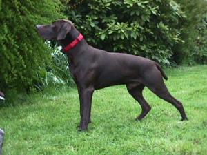 german-shorthaired-pointer picture
