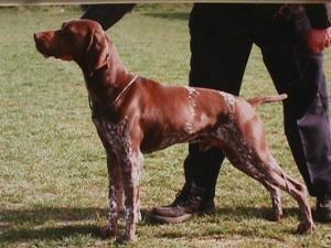 german-shorthaired-pointer picture