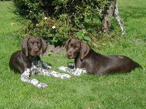 german-shorthaired-pointer picture