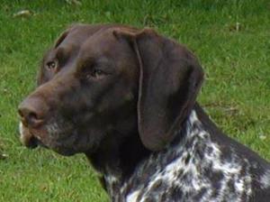 german-shorthaired-pointer picture