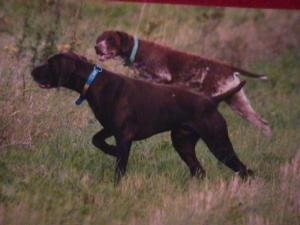 german-shorthaired-pointer picture