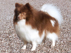 german-spitz-klein picture