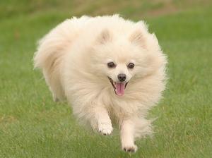 german-spitz-klein picture