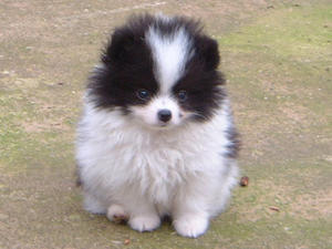 german-spitz-klein picture