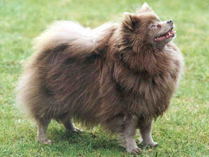 german-spitz-klein picture