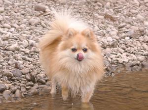 german-spitz-klein picture
