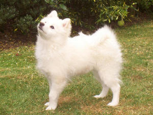 german-spitz-mittel picture