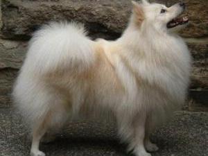 german-spitz-mittel picture