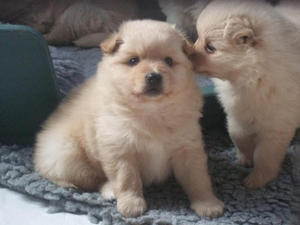 german-spitz-mittel picture