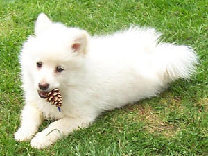 german-spitz-mittel picture