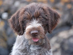 german-wirehaired-pointer picture