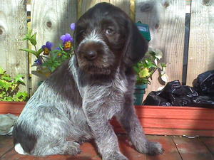 german-wirehaired-pointer picture