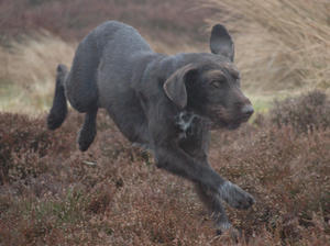 german-wirehaired-pointer picture