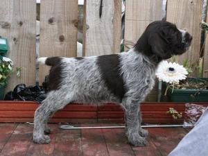 german-wirehaired-pointer picture
