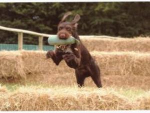 german-wirehaired-pointer picture