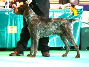 german-wirehaired-pointer picture