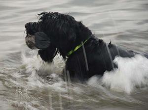 giant-schnauzer picture