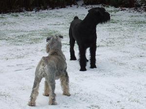 giant-schnauzer picture