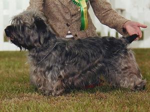 Glen Of Imaal Terrier picture