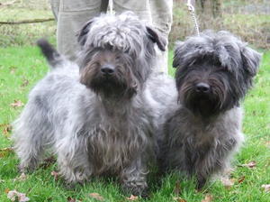 glen-of-imaal-terrier picture