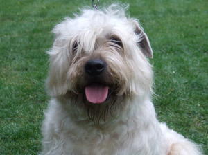 glen-of-imaal-terrier picture