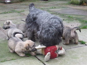 glen-of-imaal-terrier picture