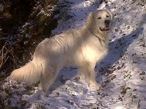 golden-retriever picture