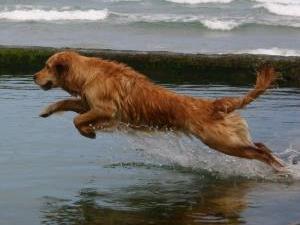 golden-retriever picture