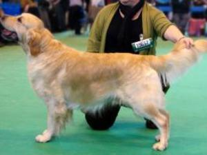 golden-retriever picture