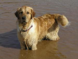 golden-retriever picture