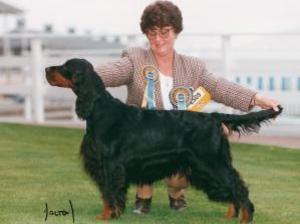 gordon-setter picture