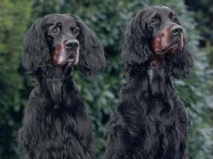 gordon-setter picture