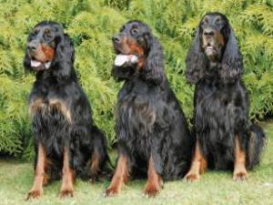 gordon-setter picture