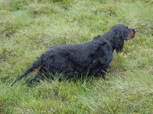 gordon-setter picture