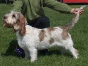 grand-basset-griffon-vendeen picture