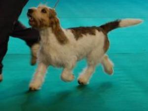 grand-basset-griffon-vendeen picture