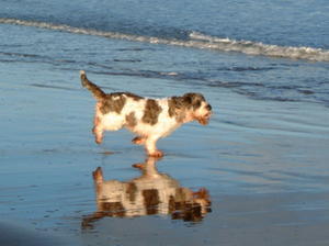 grand-basset-griffon-vendeen picture