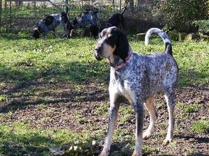 grand-bleu-de-gascogne picture