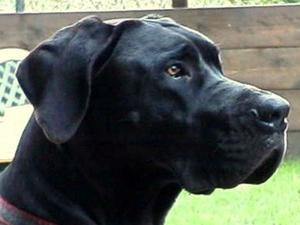 great-dane picture