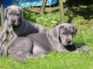great-dane picture