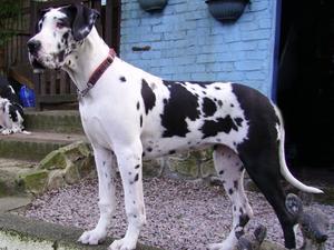 great-dane picture