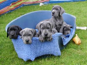 great-dane picture