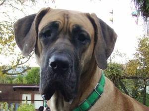 great-dane picture