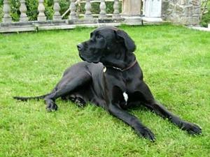 great-dane picture