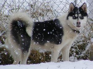 Greenland Dog picture