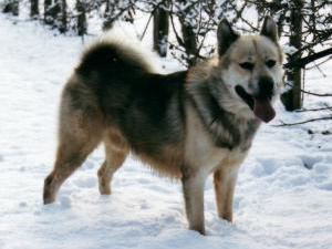 greenland-dog picture