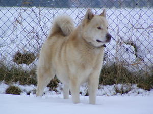 greenland-dog picture