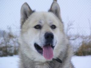 greenland-dog picture
