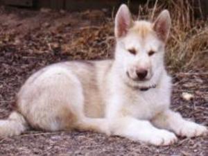 greenland-dog picture