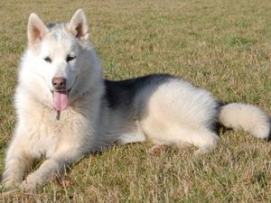 greenland-dog picture